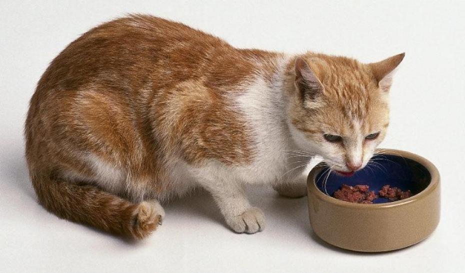 image de chat qui mange