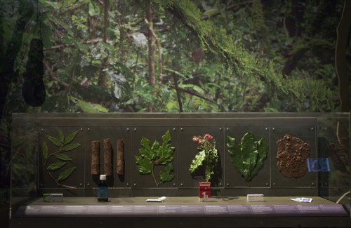 Les plantes guérisseuses de singes. (Bernard Faye / MNHN)