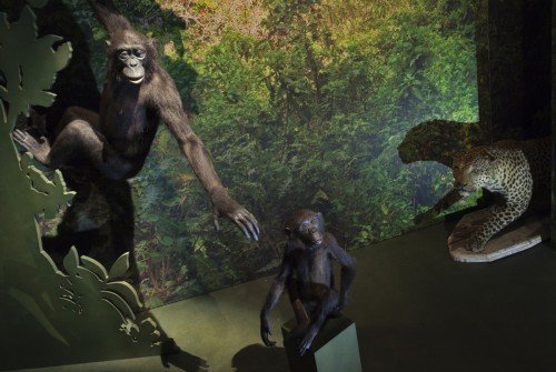 Dans l'exposition, des chimpanzés mis en scène en train de se défendre d'une attaque. (Bernard Faye / MNHN)