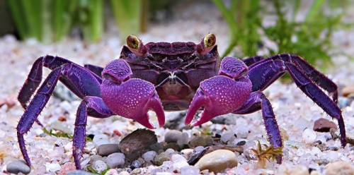 Le crabe vampire aux pinces mauves est originaire de Java. © Chris Lukhaup