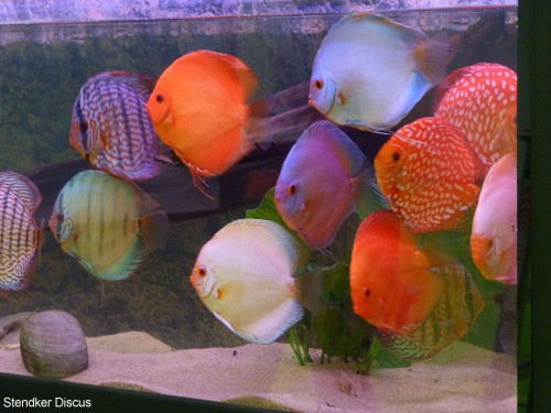 Discus