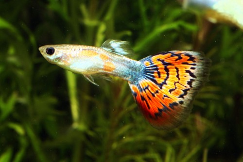 guppy