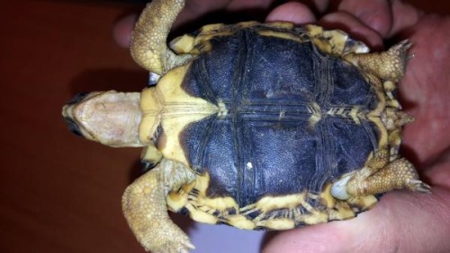 Trafic d’animaux: 150 tortues étoilées rentrent à Madagascar