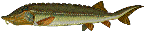 Beluga_sturgeon