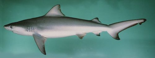 requin_bouledogue-top10