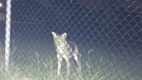 L'utilisatrice Facebook Julie Taylor a publié le 7 juillet 2016 cette photo d'un coyote qui aurait attaqué son chien de compagnie près du parc Ecclestone, à Kirkland. PHOTO : FACEBOOK/KIRKLAND VOICE