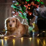 5 cadeaux de Noël à déposer sous le sapin pour gâter vos chiens
