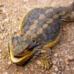 Un lézard change de sexe face à la canicule