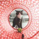 Créations Miaou-gnifiques : Jouets « DIY » pour Chats pour un Plaisir Félin Sans Fin