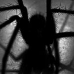 La plus grande et la plus venimeuse araignée mâle du monde a été découverte.. 2024