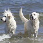 Est-il possible de cloner son animal de compagnie ? L’éthique et les réalités du clonage d’animaux de compagnie : exploration de la controverse