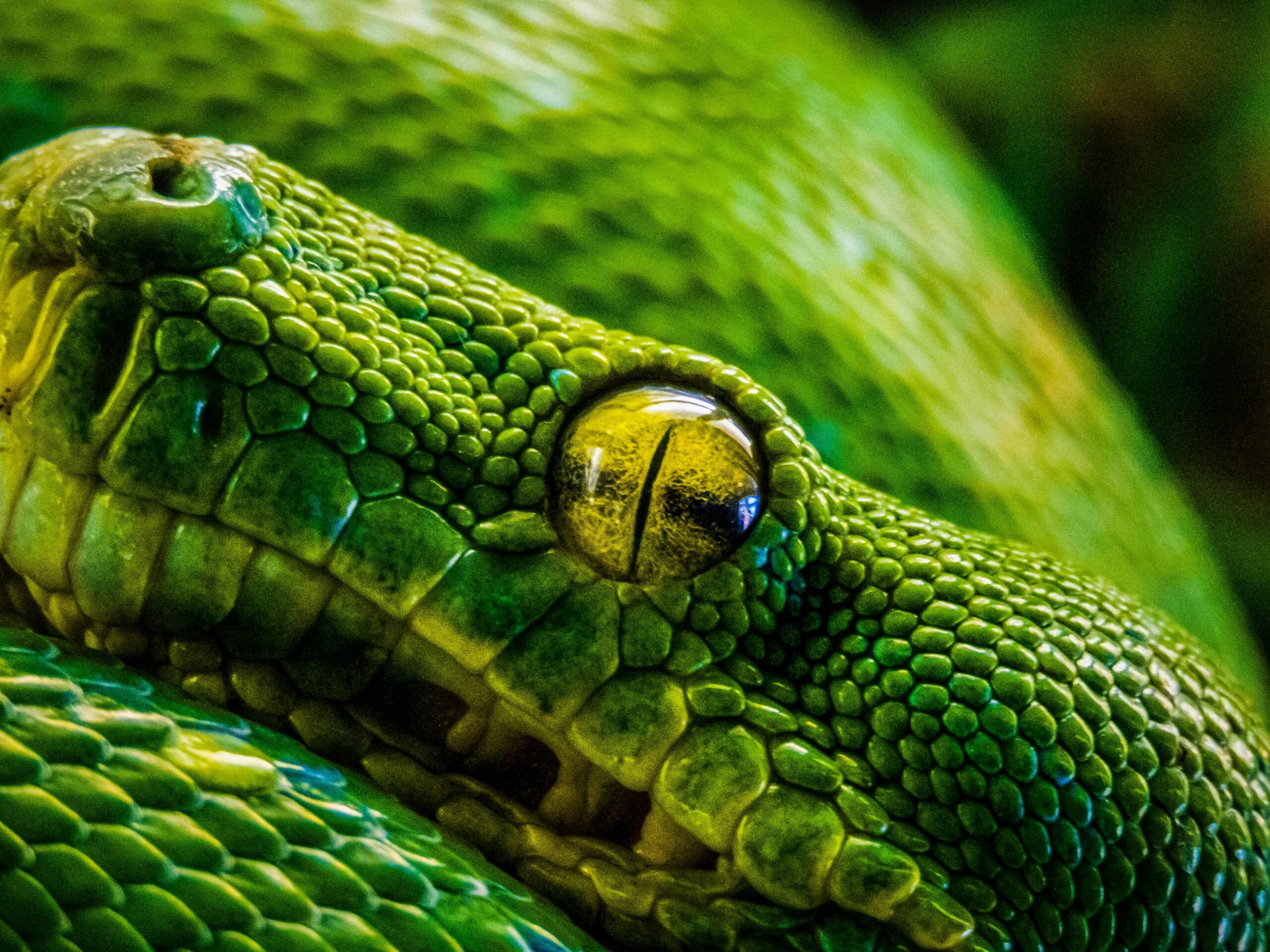 Une petite fille prend le thé avec son python de 2,5 m de long - Maganimal